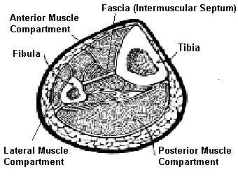 Shin Pain & Shin Splints - Foot & Leg Centre