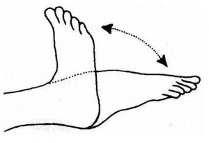 Movement of the ankle joint