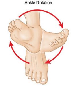 Rotation of the ankle joint