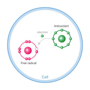 Antioxidant donating electron to a free radical